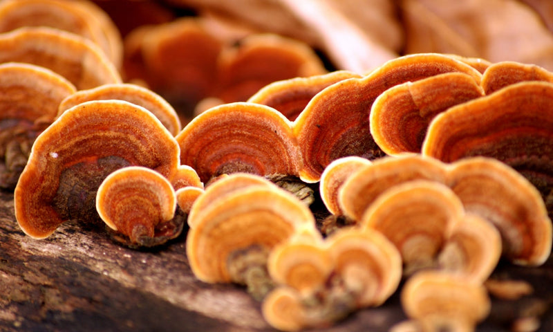 Ten Reishi Mushroom Benefits
