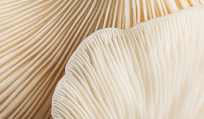 The Science Behind Superfoods: Which Ones Are Worth the Hype in 2026?