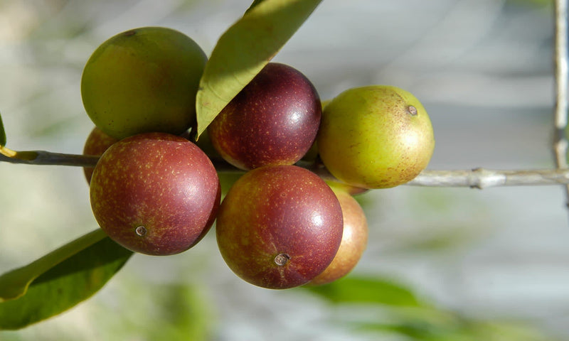 Camu Camu: The Superfood With Benefits