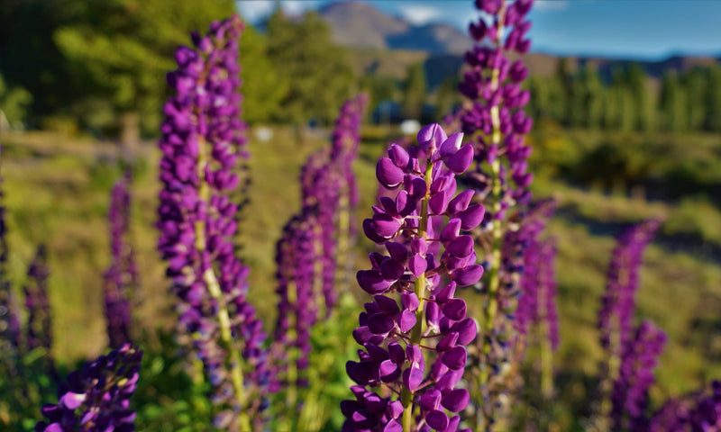 Chocho Protein Powder: The Secret South American Plant Protein