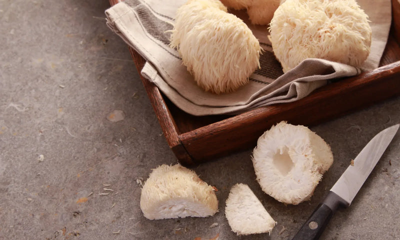 Lion’s Mane Mushroom Benefits