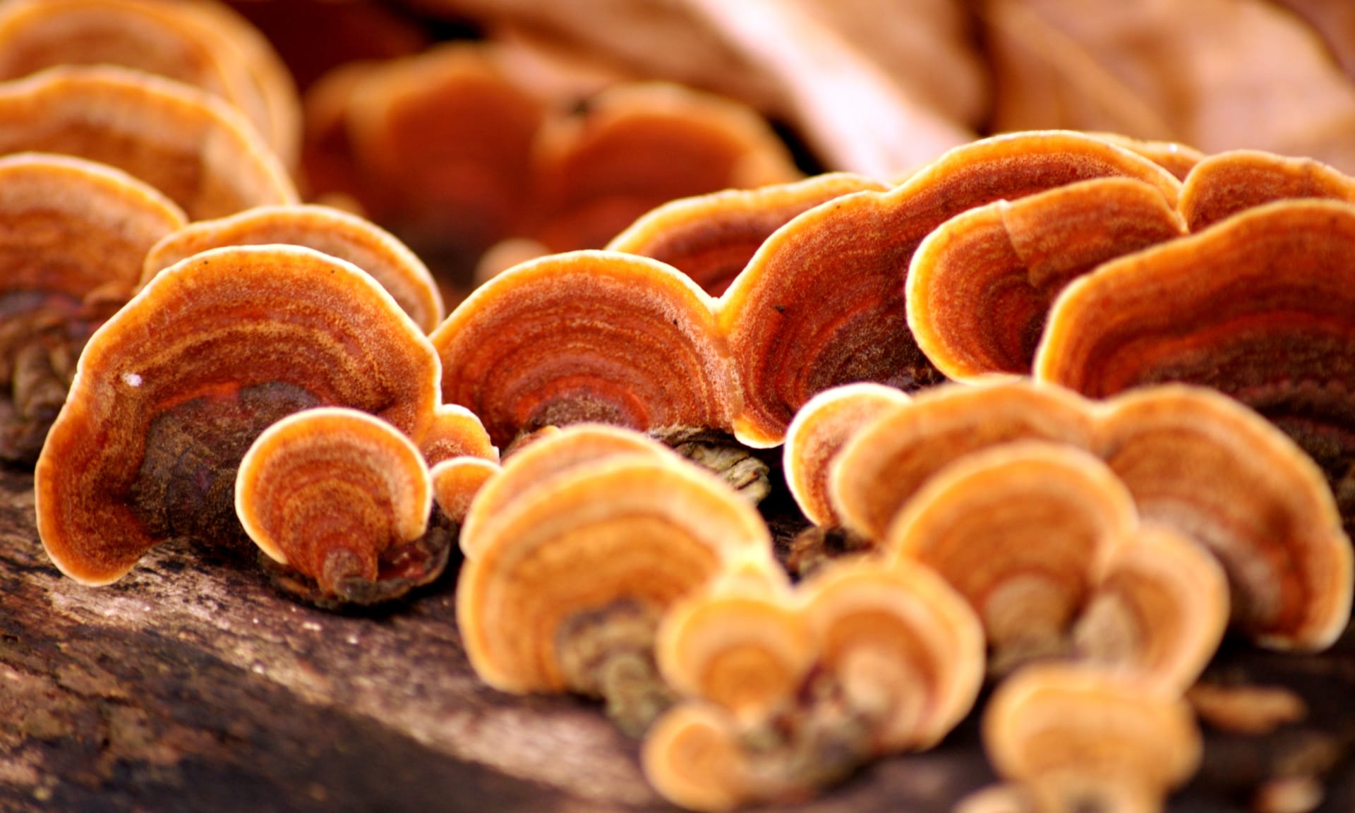 articles/Reishi_AdobeStock_12941947_pew80l_5-3-crop_y2qeyo.jpg