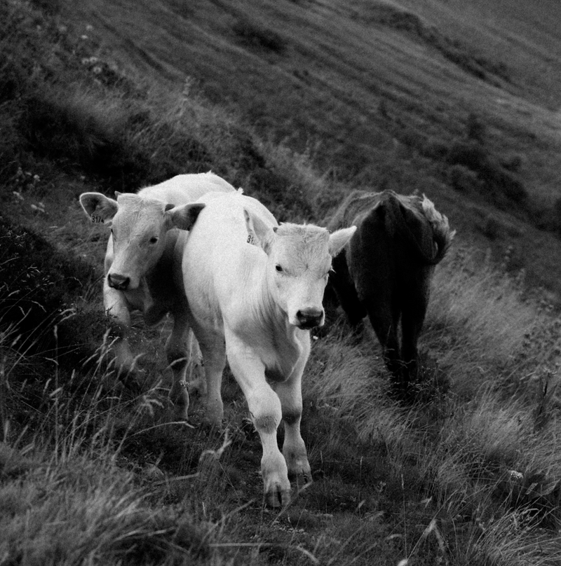 Save The Cow Colostrum For The Calves