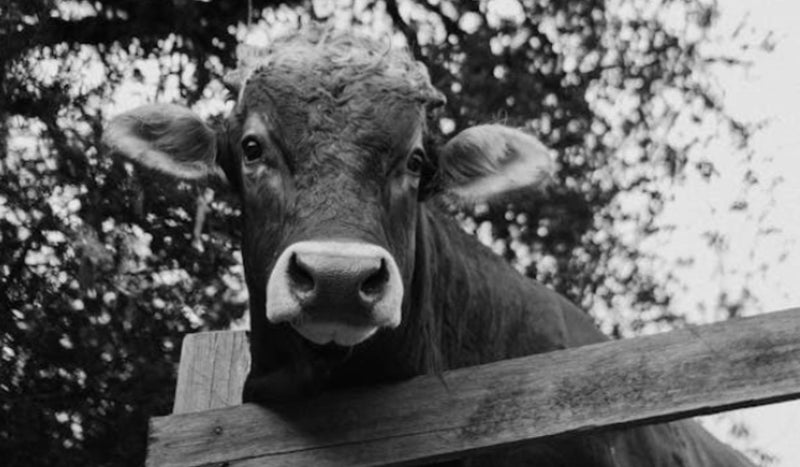 Why Are We Drinking Colostrum Made for Cows?