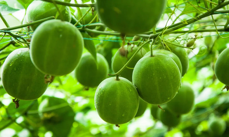 12 Monk Fruit Benefits: What to Know
