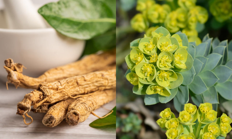 Ashwagandha vs. Rhodiola: How Do They Differ?