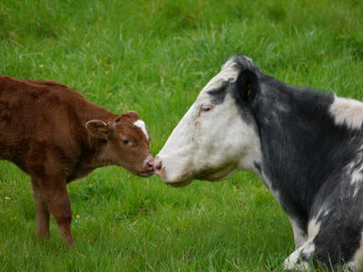 Save The Cow Colostrum For The Calves