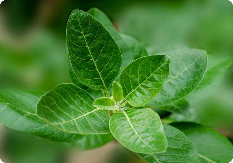 Ashwagandha