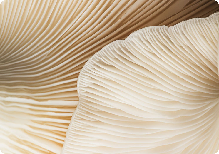 Beauty Mushroom Blend