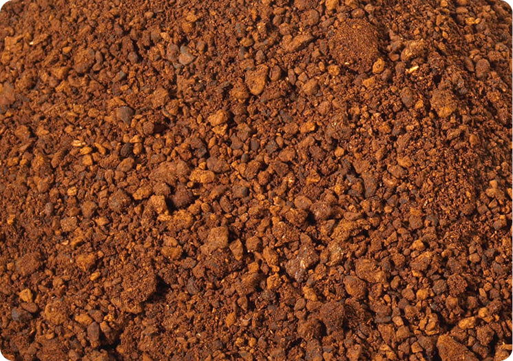 Chaga