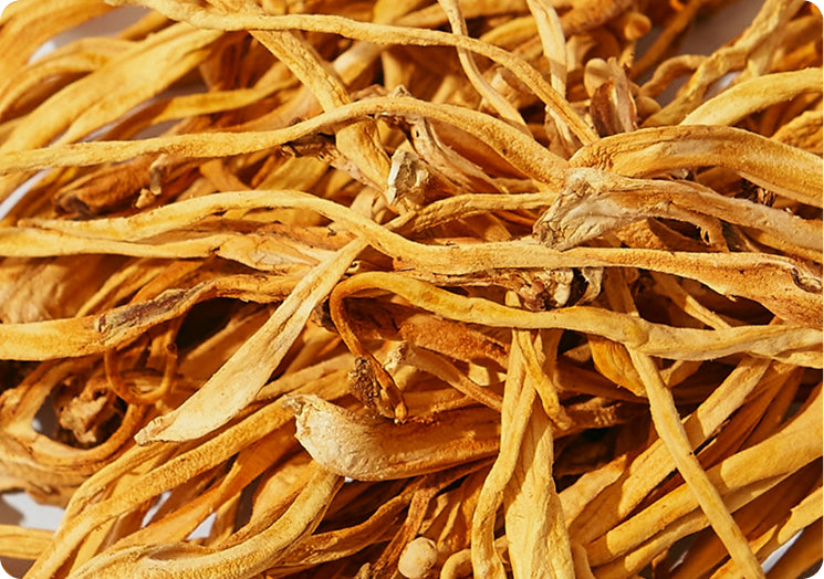 Cordyceps