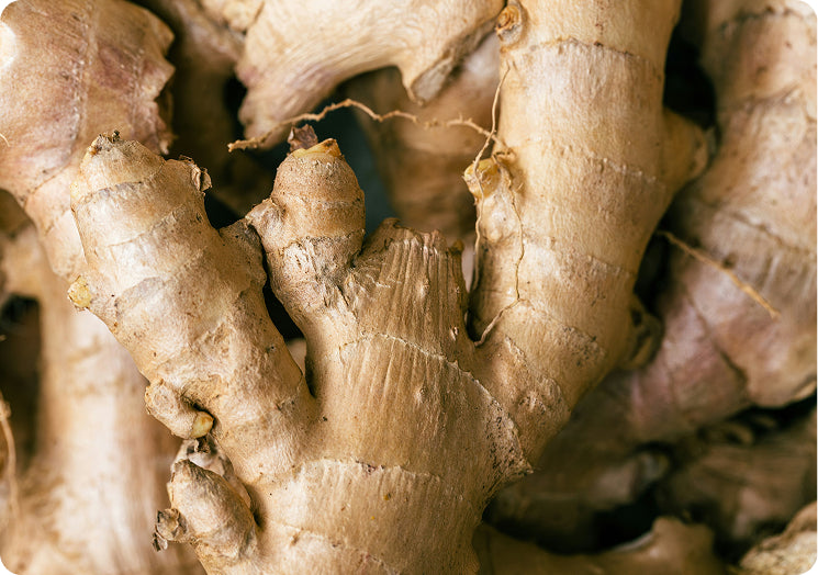 Ginger 