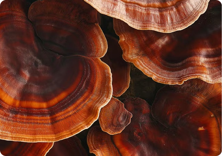 Reishi