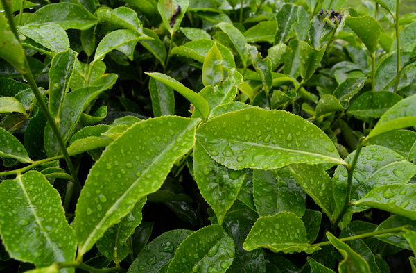 L-Theanine