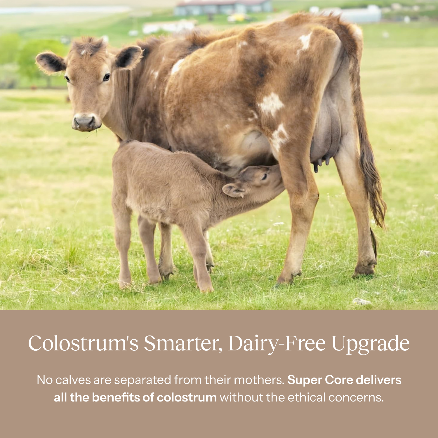 Cow and calf in a grassy field with promotional text about colostrum.